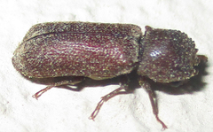 Bostrichoidea
