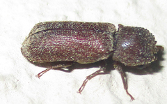 Bostrichoidea