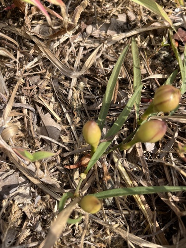 Operculina petaloidea, 2026-02-22