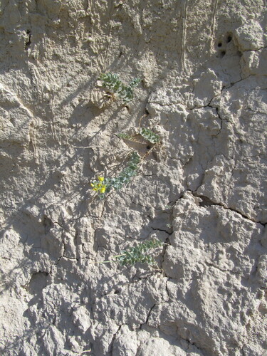 chalk toadflax (Linaria cretacea)