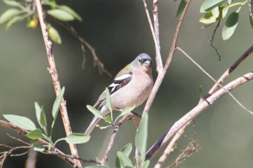 African Chaffinch (Fringilla spodiogenys)