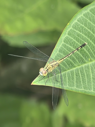 Diplacodes trivialis