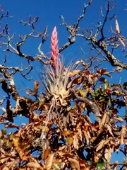 Tillandsia bourgaei