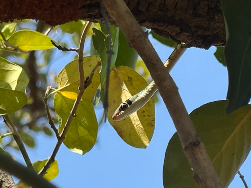 Common Bronzeback Tree Snake
