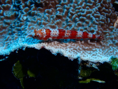 Capricorn lizardfish (Synodus capricornis) — Synodontidae — 4