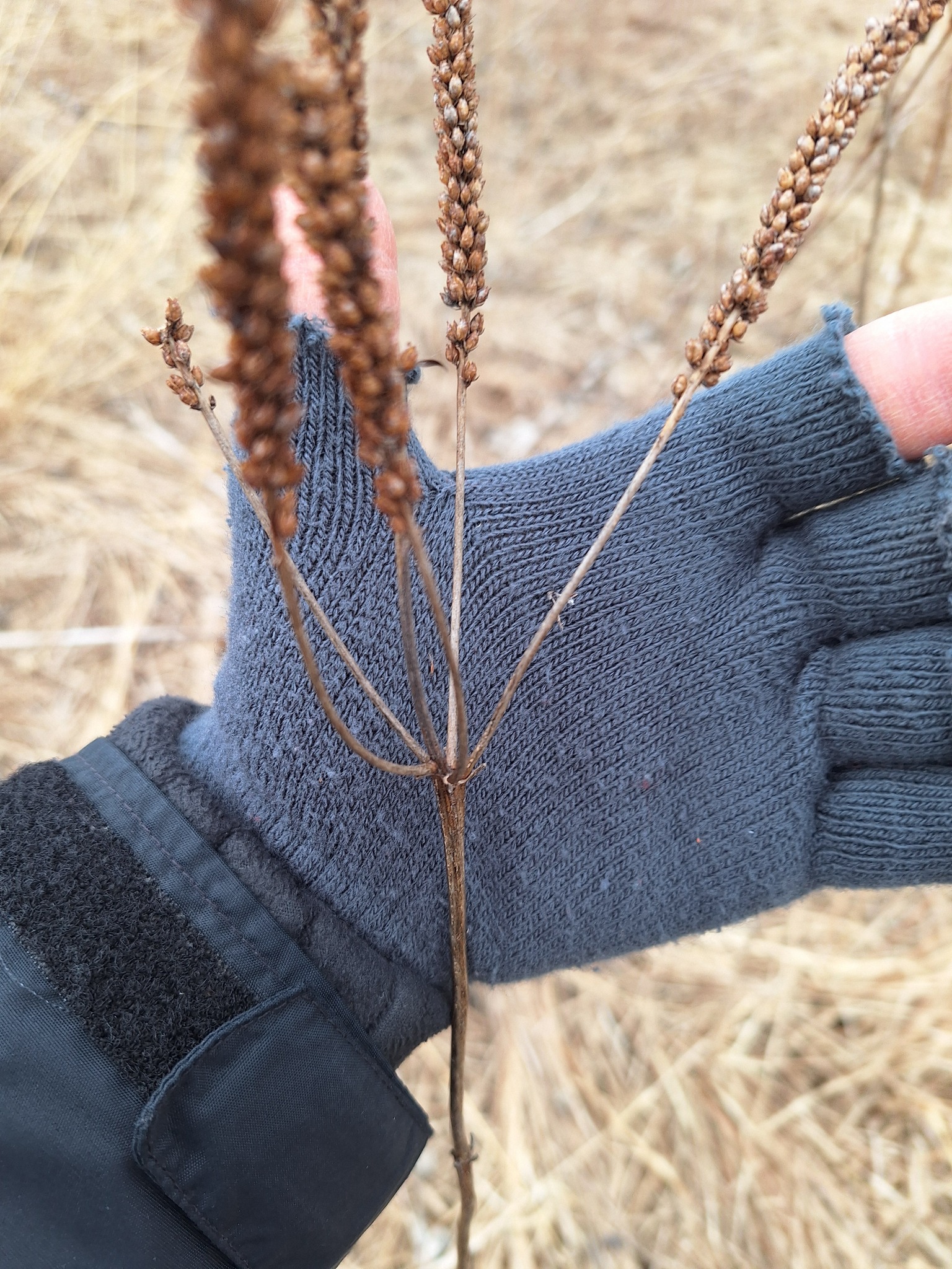 Culver's Root (Veronicastrum virginicum)