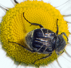 Trichiotinus assimilis