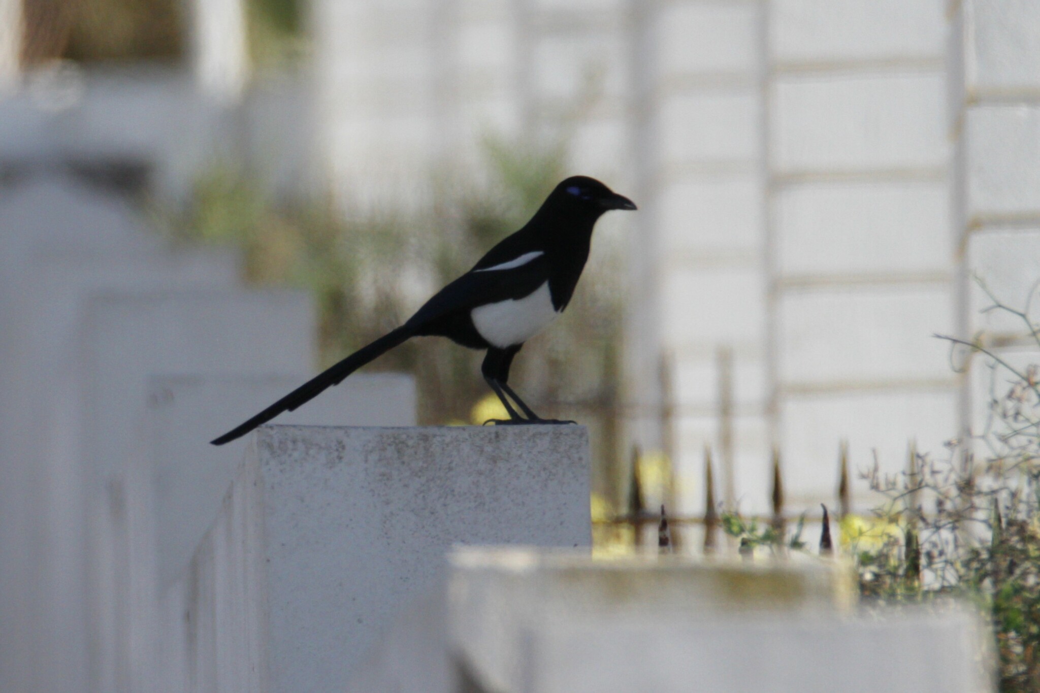 Maghreb Magpie (Pica mauritanica), photo 1