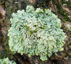 Heterodermia albicans