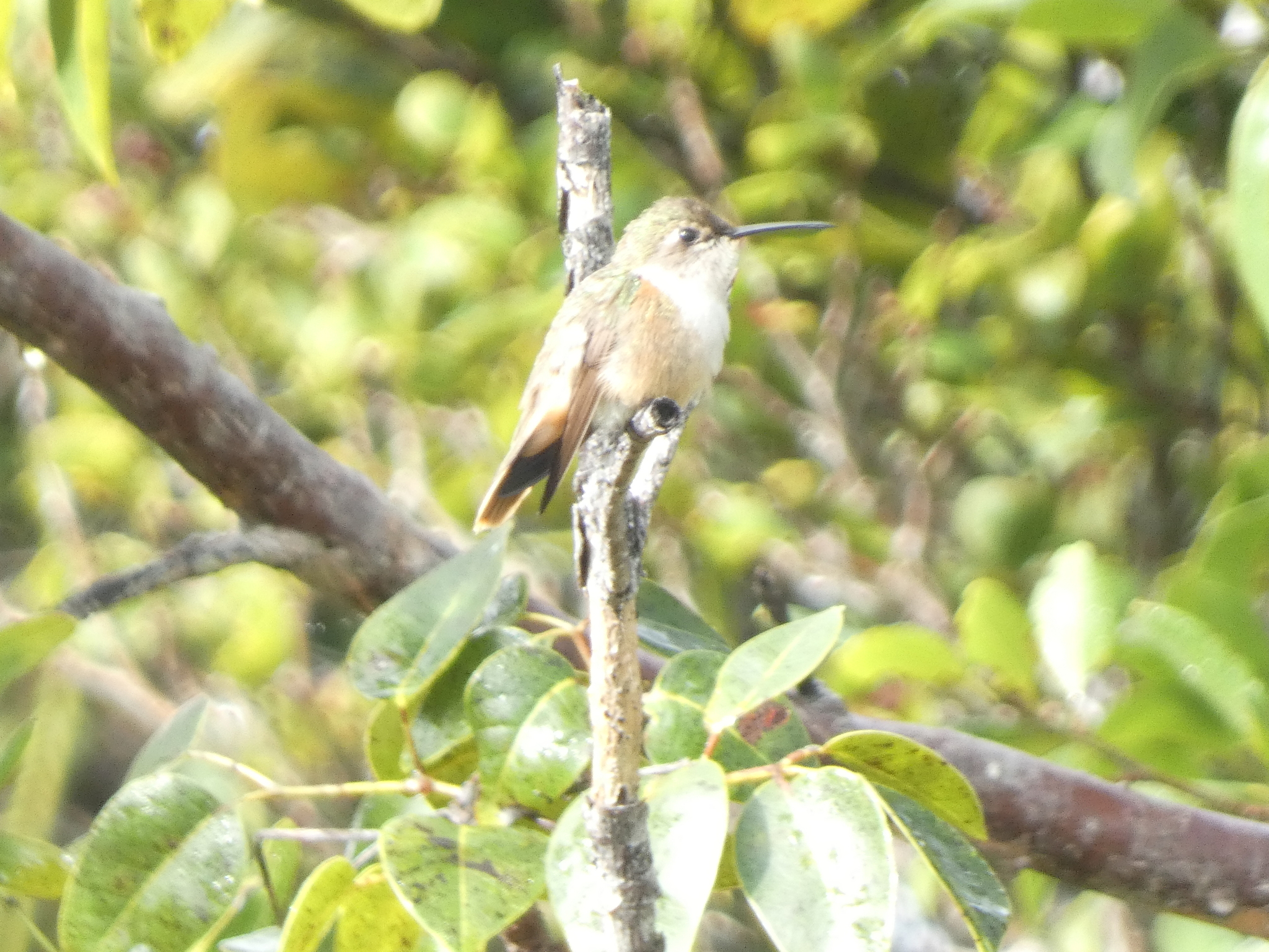 Bahama Woodstar (Nesophlox evelynae), photo 1