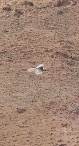 Eurasian Bearded Vulture