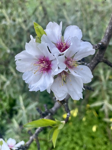 Avistamiento Almendro
