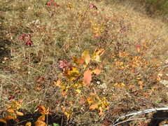 Spiraea alba latifolia