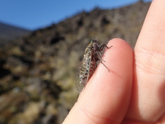 Maoricicada campbelli