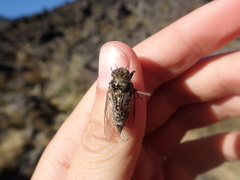 Maoricicada campbelli