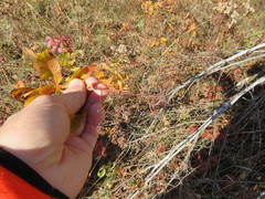 Spiraea alba latifolia