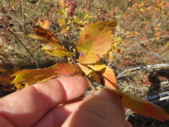 Spiraea alba latifolia