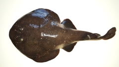 Discopyge tschudii