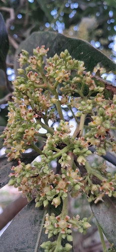 Indian mango
