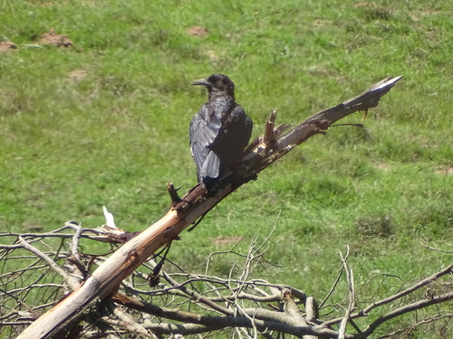 Cape Crow (Corvus capensis), photo 10