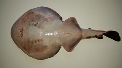 Discopyge tschudii