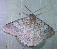 Pingasa lariaria