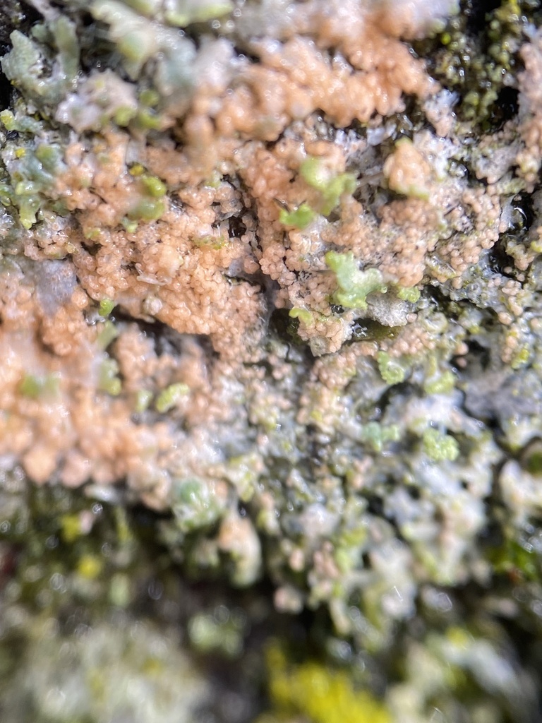 Erythricium aurantiacum · February 2026 · photo: © katharinegk (iNaturalist, cc-by)