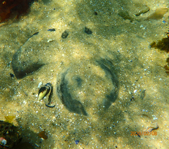 Trygonoptera imitata
