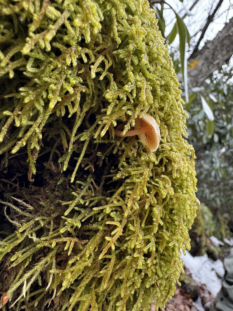 Galerina hypnorum · February 2026 · photo: © siphonophoreslinger (iNaturalist, cc-by)