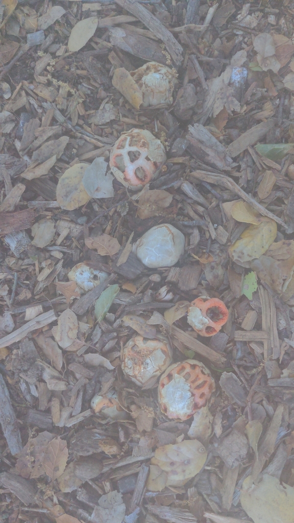 Clathrus ruber · February 2026 · photo: © georgewilliams1 (iNaturalist, cc0)