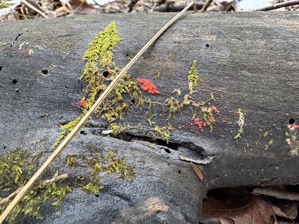 Tulasnella aurantiaca · February 2026 · photo: © siphonophoreslinger (iNaturalist, cc-by)