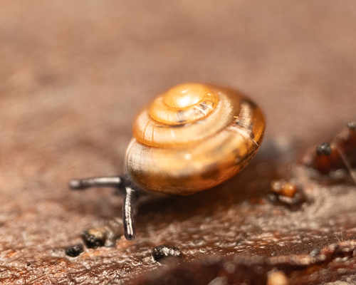Punctum randolphi observed 2025-11-02