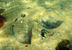 Trygonoptera imitata