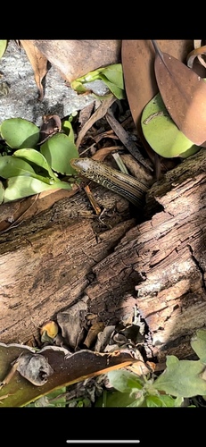 Eastern Glass Lizard observed by vicente_giordano