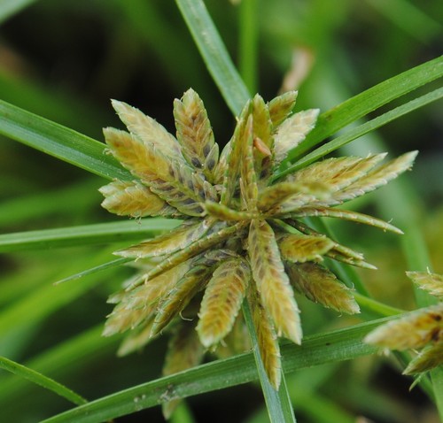 yellow flatsedge (Cyperus flavescens)