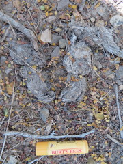 Lynx rufus escuinapae