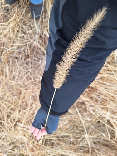 giant foxtail (Setaria faberi)