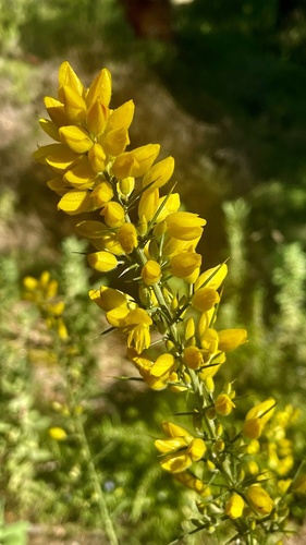 Avistamiento Ulex parviflorus