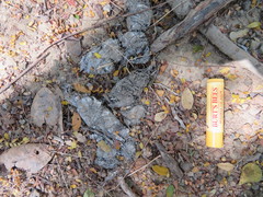 Lynx rufus escuinapae