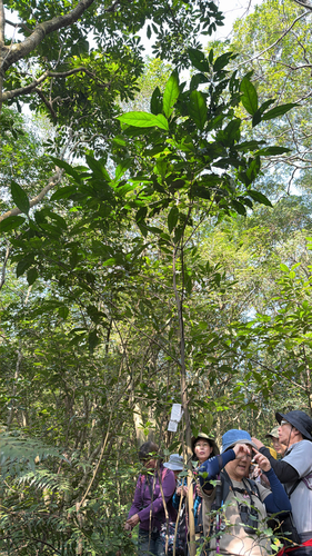 Aidia canthioides observed 2026-02-22