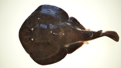 Discopyge tschudii
