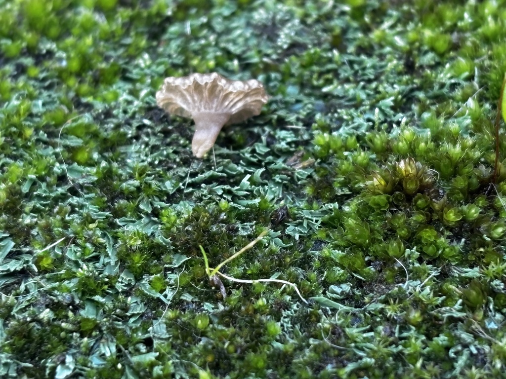 Arrhenia rickenii