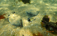 Trygonoptera imitata