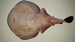 Discopyge tschudii