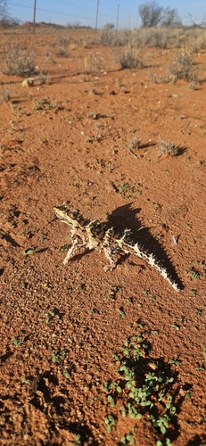 Thorny Devil