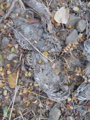 Lynx rufus escuinapae