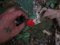 Episcia