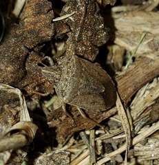 Oenopiella