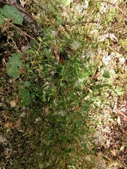 Brickellia diffusa