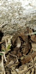 Oenopiella